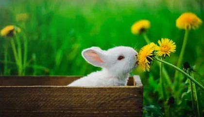 马科斯万万没料到！菲民调出现重大反转，杜特尔特火力全开，家族全员备战