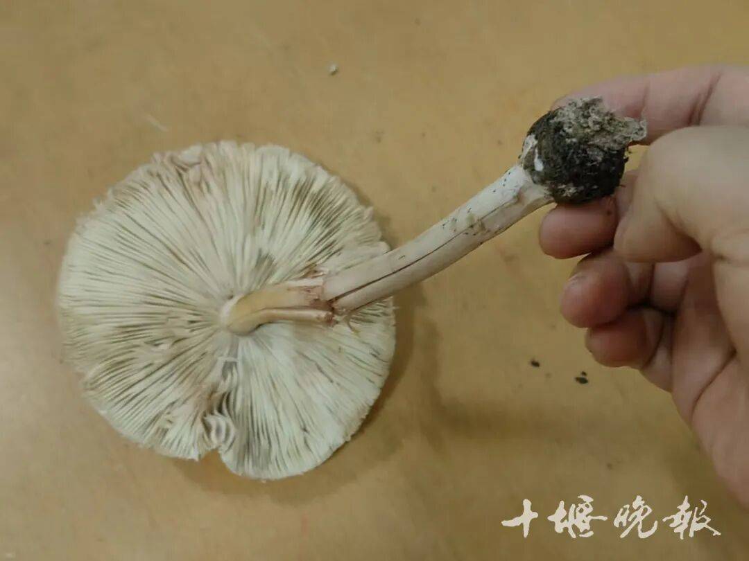 吃了这个,十堰10岁男孩进了PICU!全家多人中招……医生提醒