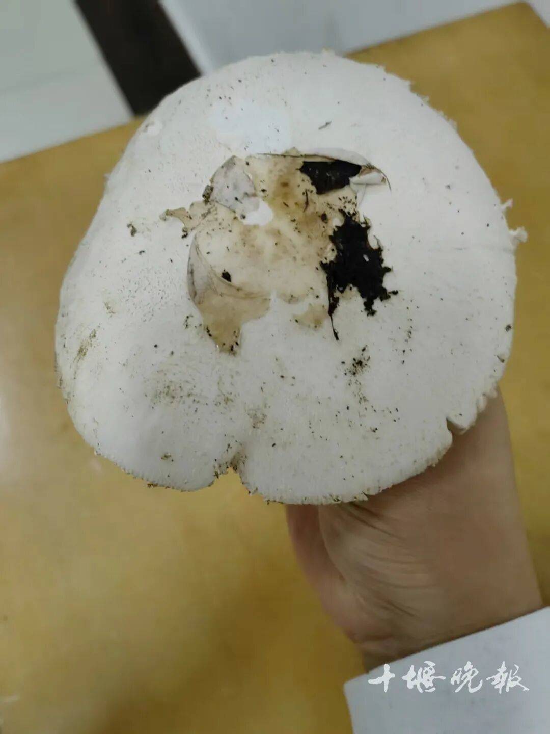 吃了这个,十堰10岁男孩进了PICU!全家多人中招……医生提醒