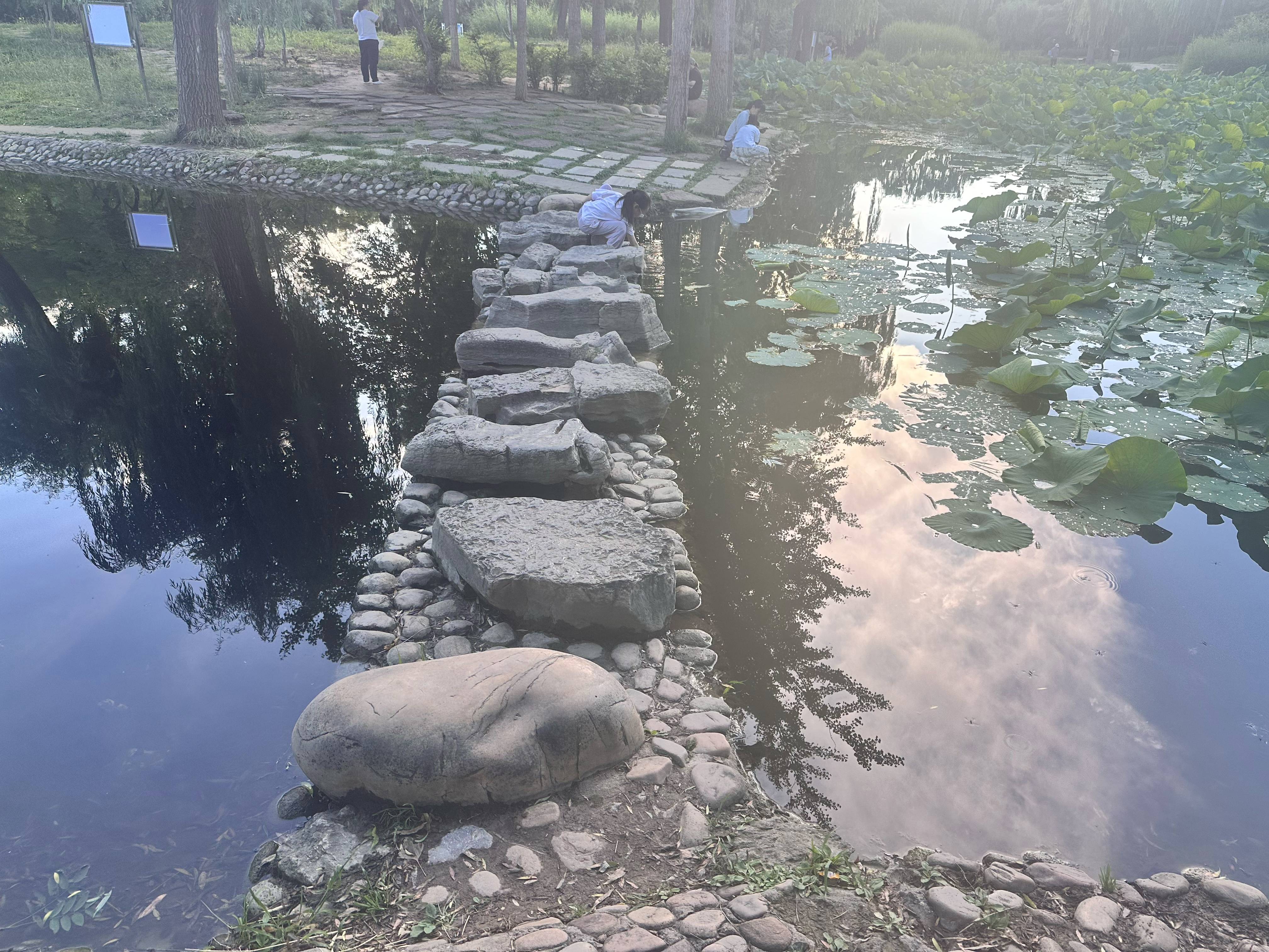 石家庄一对母女公园赏荷双双落水,带娃的大汉救起两人:“我一米八,能踩到水底。”